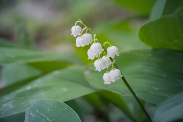 Lilies of the valley bloom close up