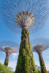Fototapeta premium Supertree Grove at Gardens by the Bay in Singapore, showcasing towering vertical gardens with lush greenery against a bright blue sky. Iconic architectural and ecological landmark. 