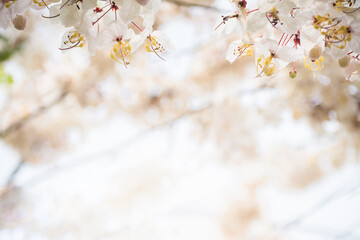 Nature of flower in garden using as cover page background natural flora wallpaper or template brochure landing page design