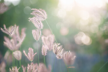Nature of flower in garden using as cover page background natural flora wallpaper or template brochure landing page design