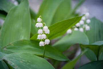 Lilies of the valley bloom close up
