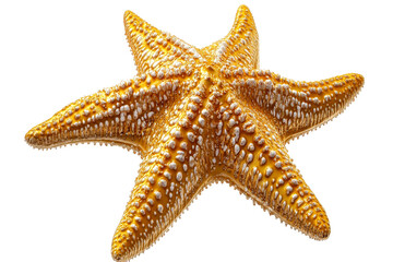 Colorful Starfish, isolated marine invertebrate specimen, cut out transparent