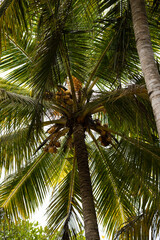 King coconut tree
