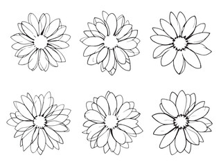 Elegant Dainty Daisy Line Drawing for Nature Themed Projects