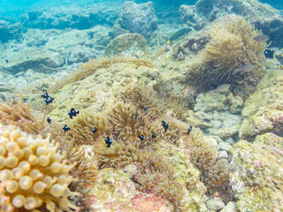 美しいイソギンチャク畑の可愛いミツボシクロスズメダイ（スズメダイ科）の幼魚の大群、トゲチョウチョウウオ（チョウチョウウオ科）の幼魚他
英名学名：
Threespot dascyllus (Dascyllus trimaculatus) 
