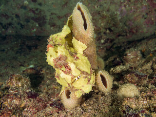 エスカ（触手）を振って小魚を呼び寄せて狩る、可愛いイロカエルアンコウ（カエルアンコウ科）の幼魚。
英名学名：Painted frogfish (Antennarius pictus)
大きなカイメンに乗っている。
荒井浜海岸三浦市神奈川県-2024
