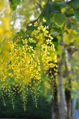 Fototapeta premium Golden shower , Cassia fistula or pudding pipe tree or Cassia fistula Linn and sky