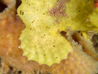 可愛い足（胸ビレ）。
エスカ（触手）を振って小魚を呼び寄せて狩る、可愛いイロカエルアンコウ（カエルアンコウ科）の幼魚。
英名学名：Painted frogfish (Antennarius pictus)
大きなカイメンに乗っている。
荒井浜海岸三浦市神奈川県-2024
