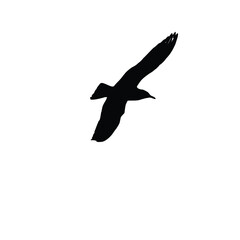  Flying Bird Clipart Silhouette 