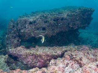 ツノダシ（ツノダシ科）
英名学名：Moorish Idol, Zanclus...