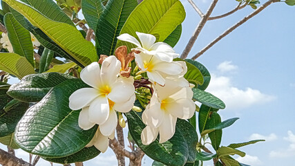 Frangipani Blossoms in Bright Sunlight