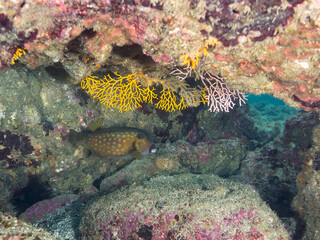 ハコフグ（ハコフグ科）
イソバナ（イソバナ科）
英名学名：Boxfish,...