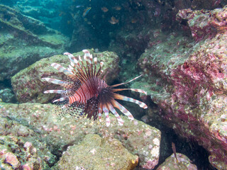 ハナミノカサゴ（ミノカサゴ亜科）
英名学名：Red Lionfish (Pterois volitans)
荒井浜海岸三浦市神奈川県-2024
