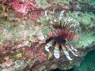 ハナミノカサゴ（ミノカサゴ亜科）
英名学名：Red Lionfish (Pterois volitans)
荒井浜海岸三浦市神奈川県-2024
