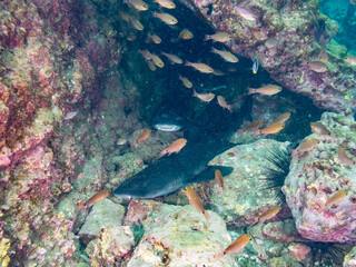 大きく美しいドチザメ（ドチザメ科）。
英名学名：Banded Houndshark, Triakis...