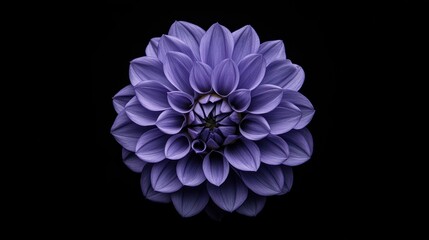 Obraz premium Purple Dahlia on Black Background