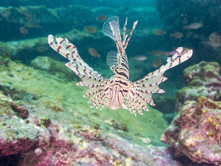 ミノカサゴ（ミノカサゴ亜科）
英名学名：Luna Lionfish, Pterois lunulata
荒井浜海岸三浦市神奈川県-2024
