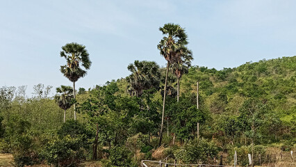 Tropical Palms Amidst Verdant Hills