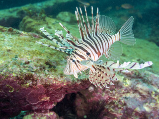 ミノカサゴ（ミノカサゴ亜科）
英名学名：Luna Lionfish, Pterois lunulata
荒井浜海岸三浦市神奈川県-2024
