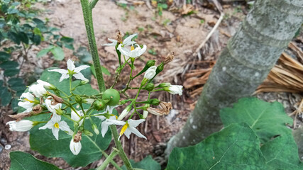 Solanum Flowers Blooming with Unripe Green Fruit