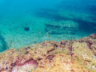 ツノダシ（ツノダシ科）他
英名学名：Moorish Idol, Zanclus...