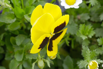 Spring flowers Viola in yellow Black color - favorite ornamental plant flowering in the spring, Beautiful yellow Black flower in the garden close up of blooming pancy flowers, yellow Black Pancy flowe