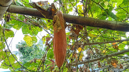 Luffa Hanging from Lush Green Vine Trellis