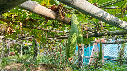 Luffa Vines Thriving on Bamboo Garden Trellis