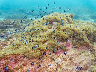 美しいイソギンチャク畑の可愛いミツボシクロスズメダイ（スズメダイ科）の幼魚の大群。
英名学名：
Threespot dascyllus (Dascyllus trimaculatus) 
荒井浜海岸三浦市神奈川県-2024
