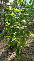 Lush Chili Plant Growing in Sunlit Garden