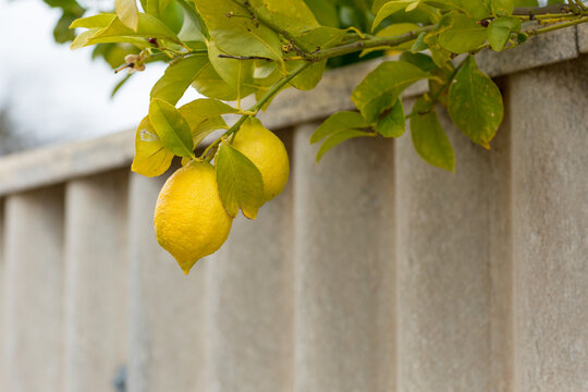 Yellow lemons hanging over boundary fence