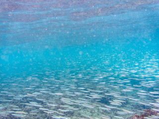 Obraz premium 美しいキビナゴ（ニシン科）他の大群。 英名学名：Silver-Stripe Round Herrings (Spratelloides gracilis) 荒井浜海岸三浦市神奈川県-2024 