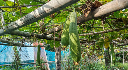 Lush Luffa Hanging on Rustic Bamboo Trellis
