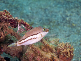 可愛いキタマクラ（フグ科）の幼魚。
英名学名：Scribbled Toby (Canthigaster...
