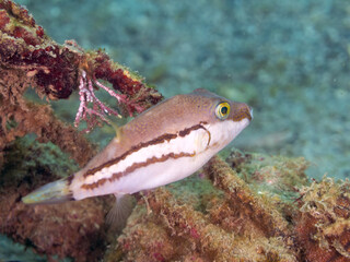 可愛いキタマクラ（フグ科）の幼魚。
英名学名：Scribbled Toby (Canthigaster...
