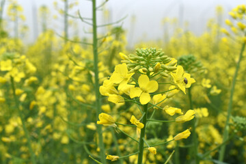 Mustard flower field is full blooming, yellow mustard field landscape industry of agriculture, mustard flowers closeup photo, Oil seed crop cultivation in Pakistan, Full Blooming Yellow Mustard Flo Dw