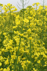 Fototapeta premium Mustard flower field is full blooming, yellow mustard field landscape industry of agriculture, mustard flowers closeup photo, Oil seed crop cultivation in Pakistan, Full Blooming Yellow Mustard Flo Dw