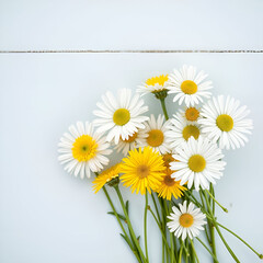 Fototapeta premium daisies on white background