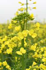 Mustard flower field is full blooming, yellow mustard field landscape industry of agriculture, mustard flowers closeup photo, Oil seed crop cultivation in Pakistan, Full Blooming Yellow Mustard Flo Dw