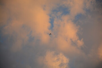 One swallow flying through sunset