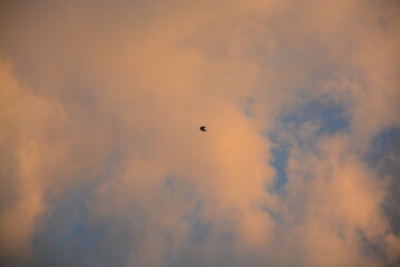 One swallow flying through sunset