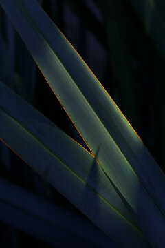 Fototapeta Close up of flax leaves in afternoon sun