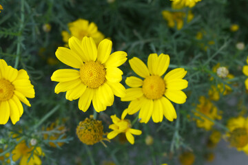 Bright Yellow Crown Daisy, Close-up of a Bright yellow crown daisy flower, blooming in nature,...