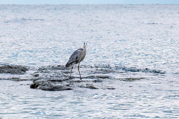 飛翔する美しいアオサギ（サギ科）
英名学名：Grey Heron (Ardea...