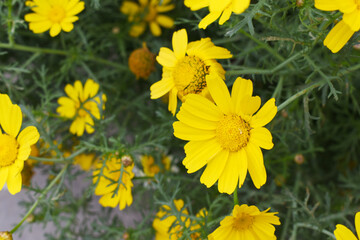Bright Yellow Crown Daisy, Close-up of a Bright yellow crown daisy flower, blooming in nature, Close-up shot of beautiful yellow Crown Daisy flower (Chrysanthemum coronarium), Crown Daisy,