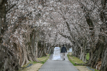 Landscape View Of Cherry Blossoms (Sakura) By The Sewaritei River Bank (Sewari Embankment), Yodogawa River Park, Yawatashi, Kyoto, Japan 