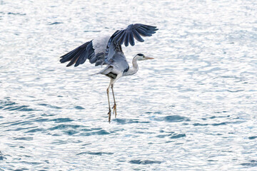 飛翔する美しいアオサギ（サギ科）
英名学名：Grey Heron (Ardea cinerea)
荒井浜海岸三浦市神奈川県-2024
