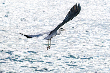 飛翔する美しいアオサギ（サギ科）
英名学名：Grey Heron (Ardea cinerea)
荒井浜海岸三浦市神奈川県-2024
