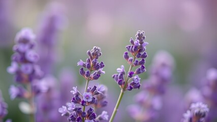 Fototapeta premium A close-up shot showcases delicate lavender blossoms in a field bathed in soft, purple light creating a tranquil and serene atmosphere.