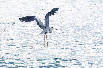 飛翔する美しいアオサギ（サギ科）
英名学名：Grey Heron (Ardea cinerea)
荒井浜海岸三浦市神奈川県-2024
